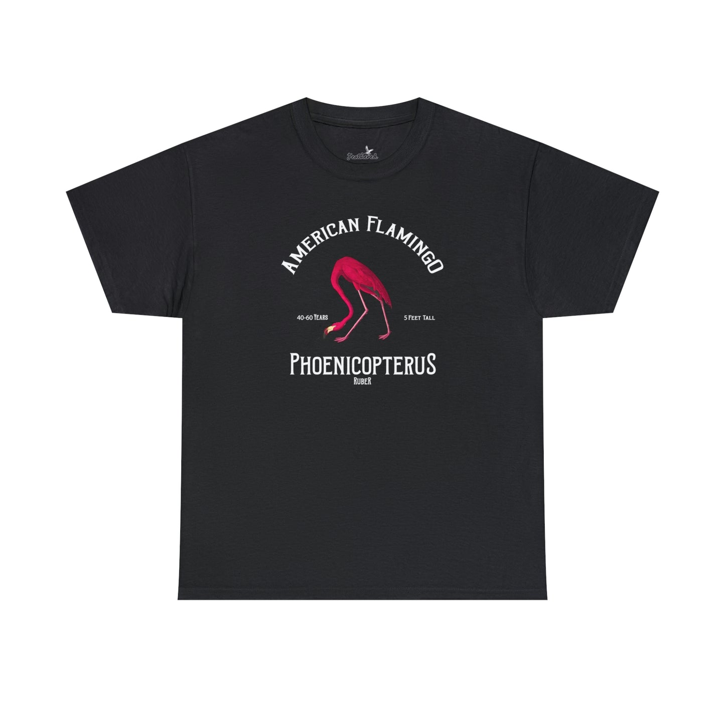 American Flamingo