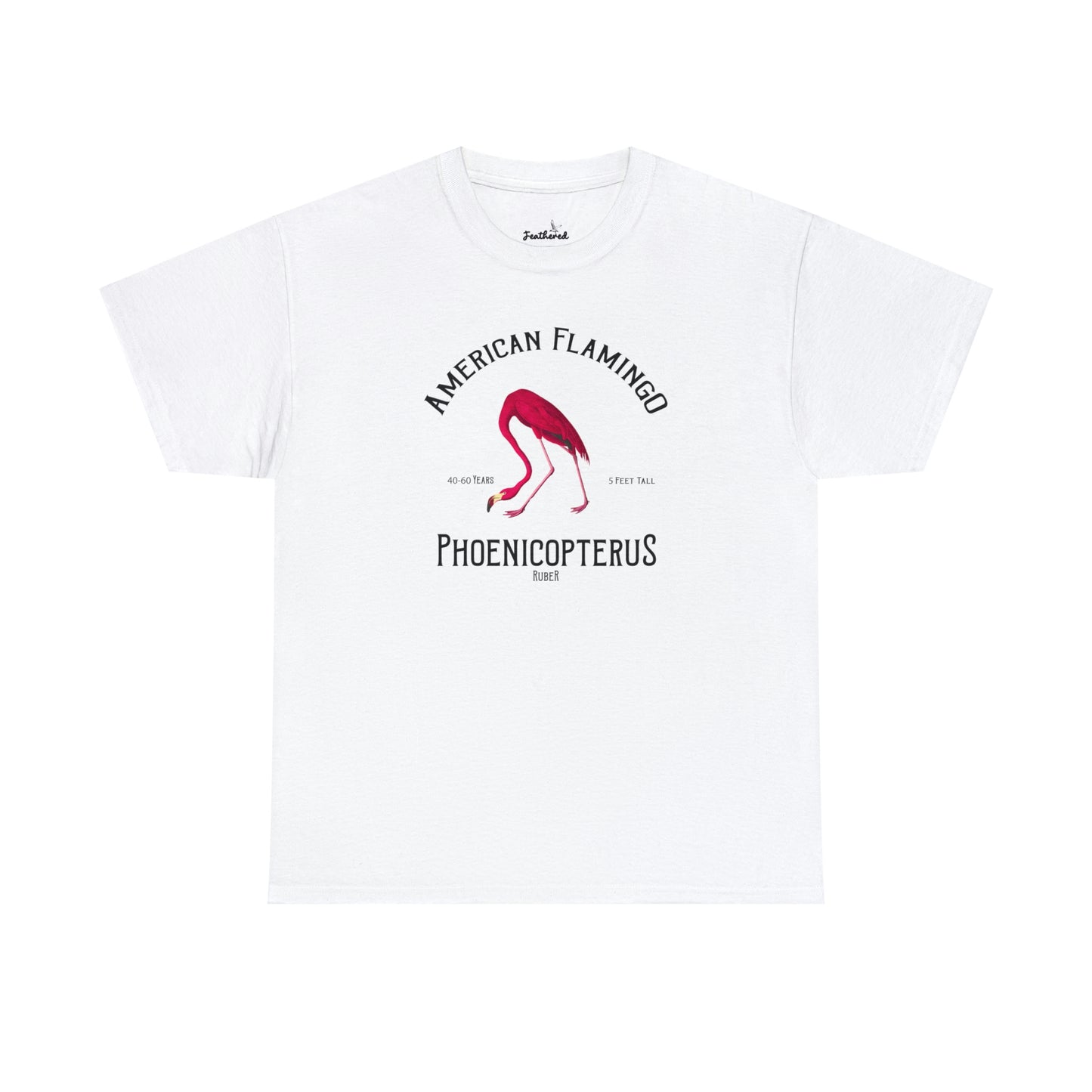American Flamingo